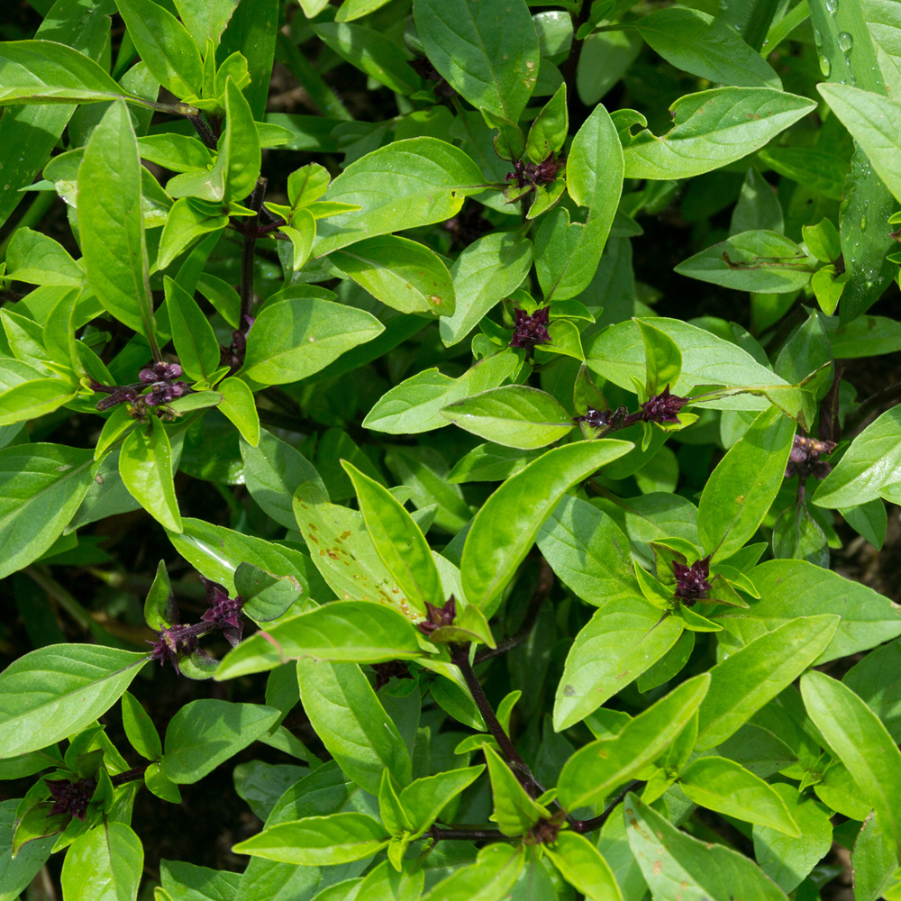 Basil - Licorice