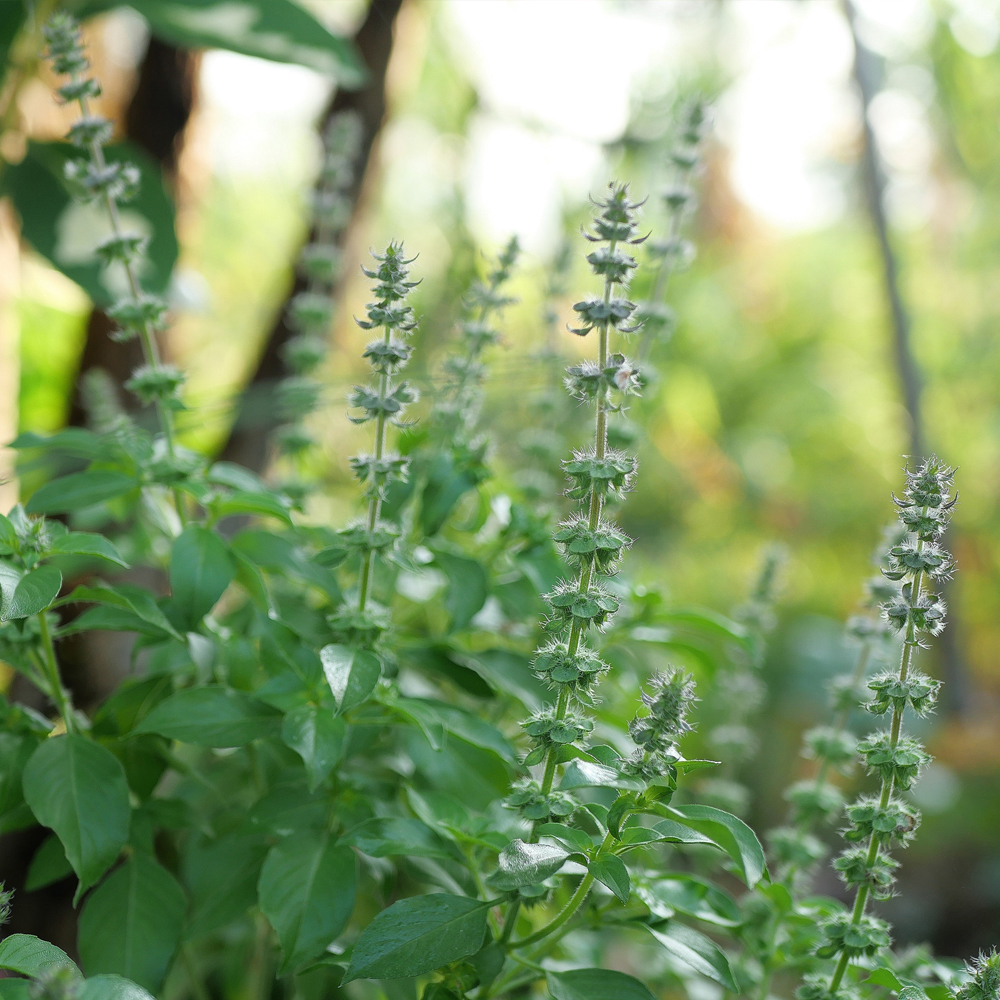 Basil - Lime