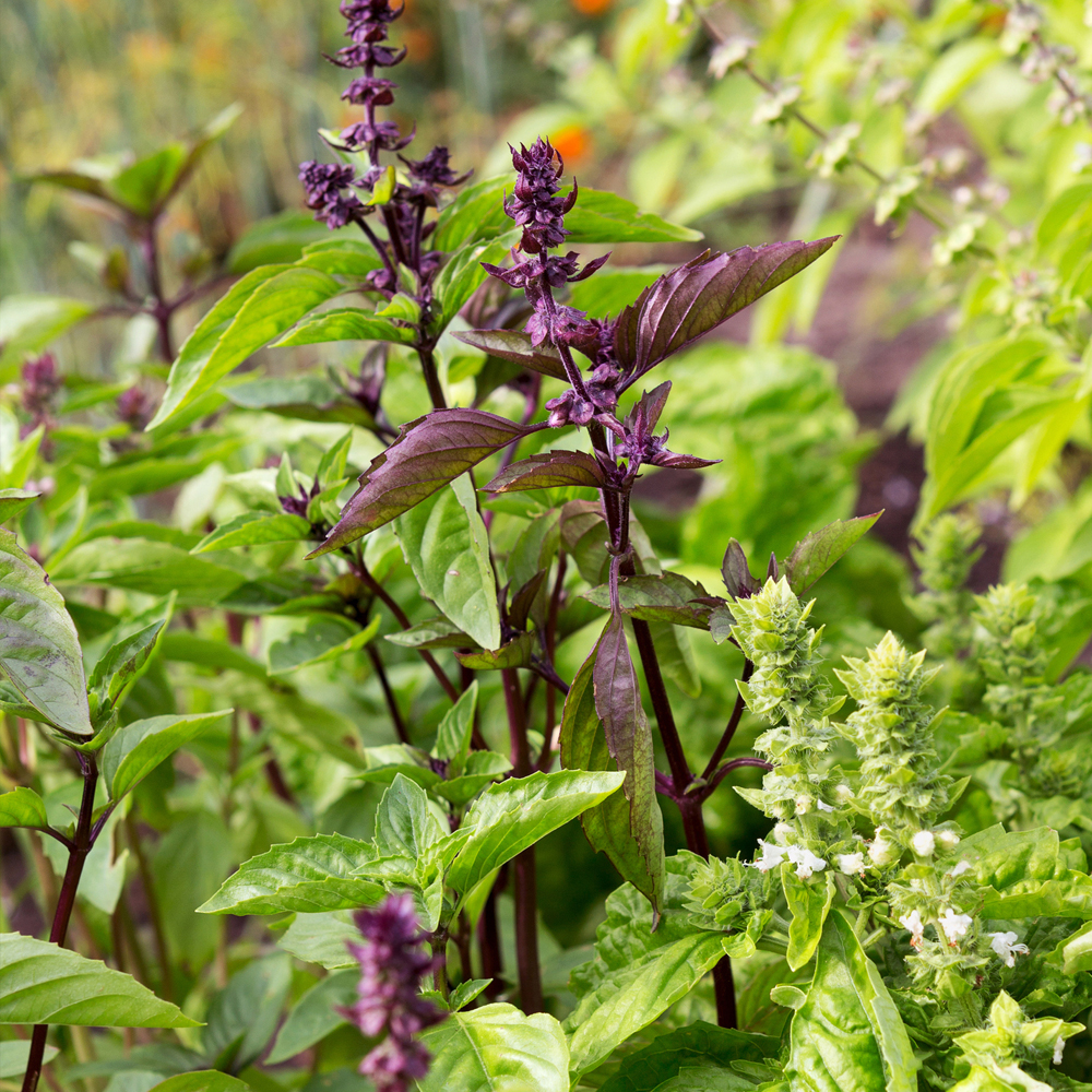 Basil - Ornamental Mixture