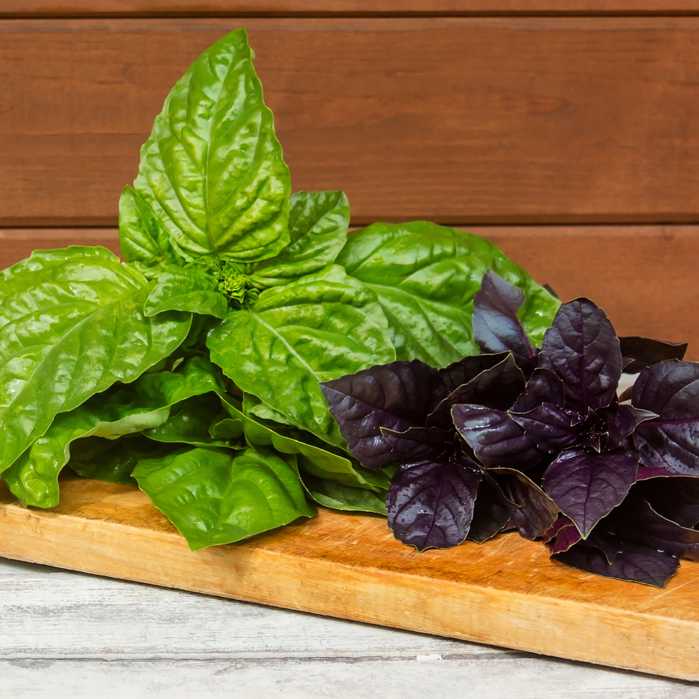 Basil - Ornamental Mixture