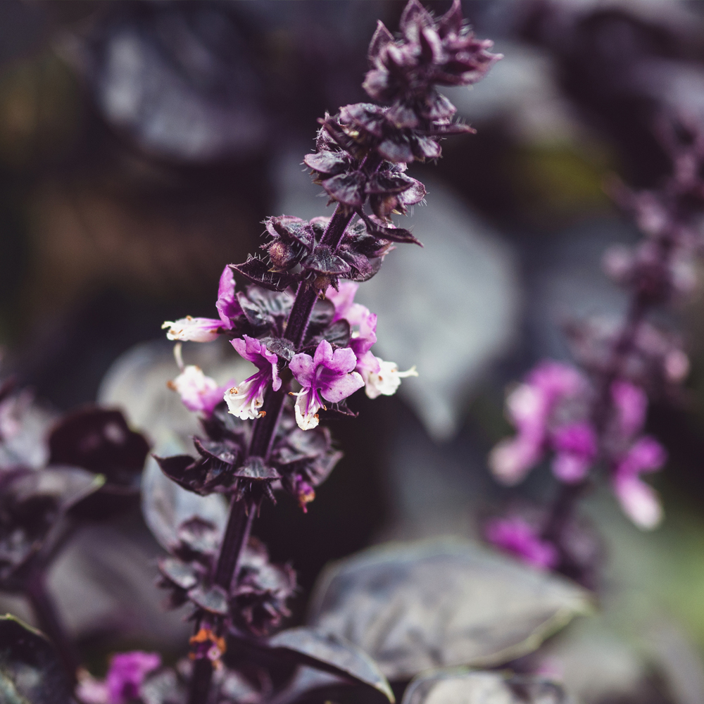 Basil - Purple Dark Opal