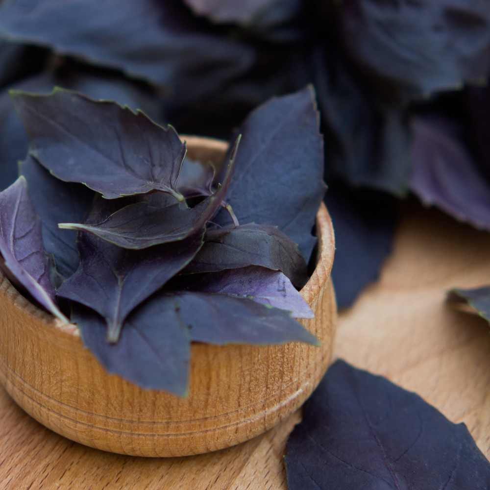 Basil - Purple Dark Opal