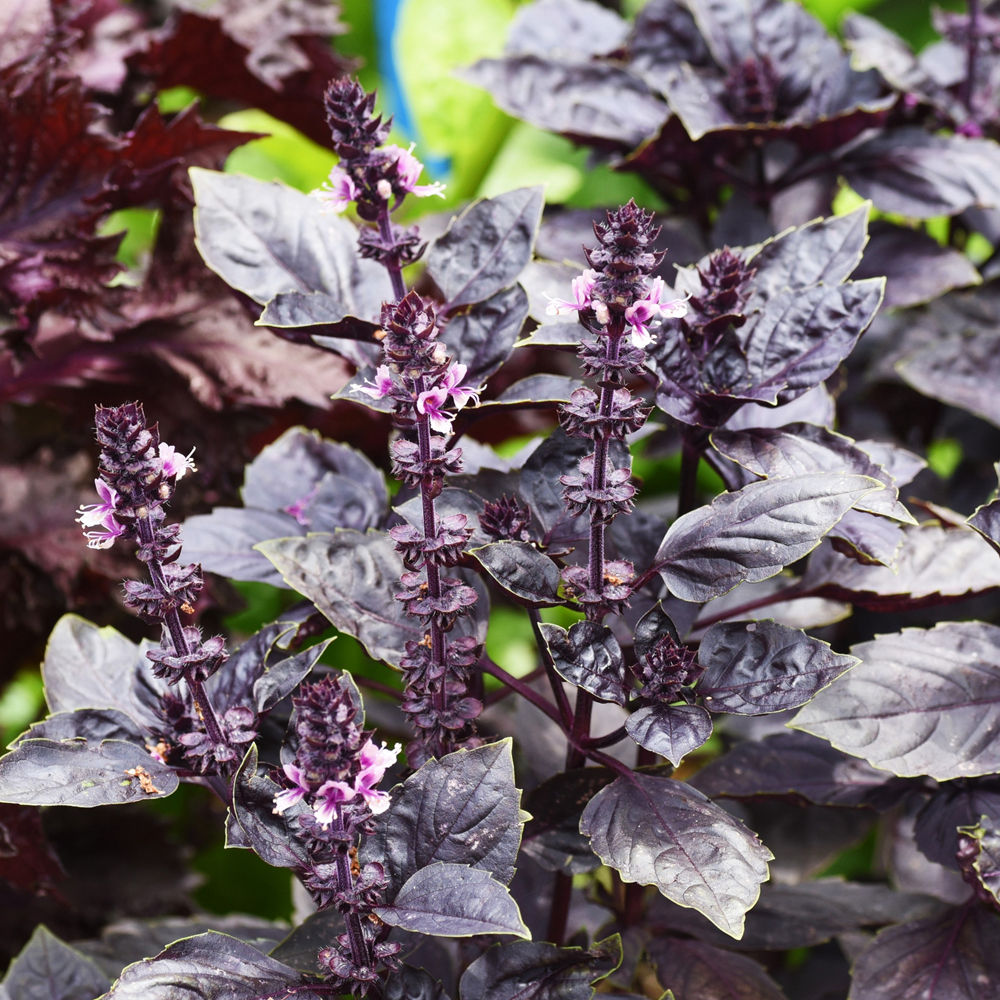 Basil – Purple Ruffles (100-120 Seeds)