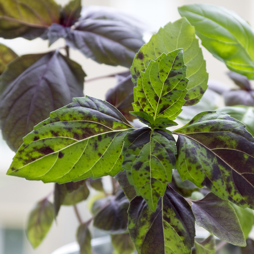 Basil – Red Rubin (100-120 Seeds)