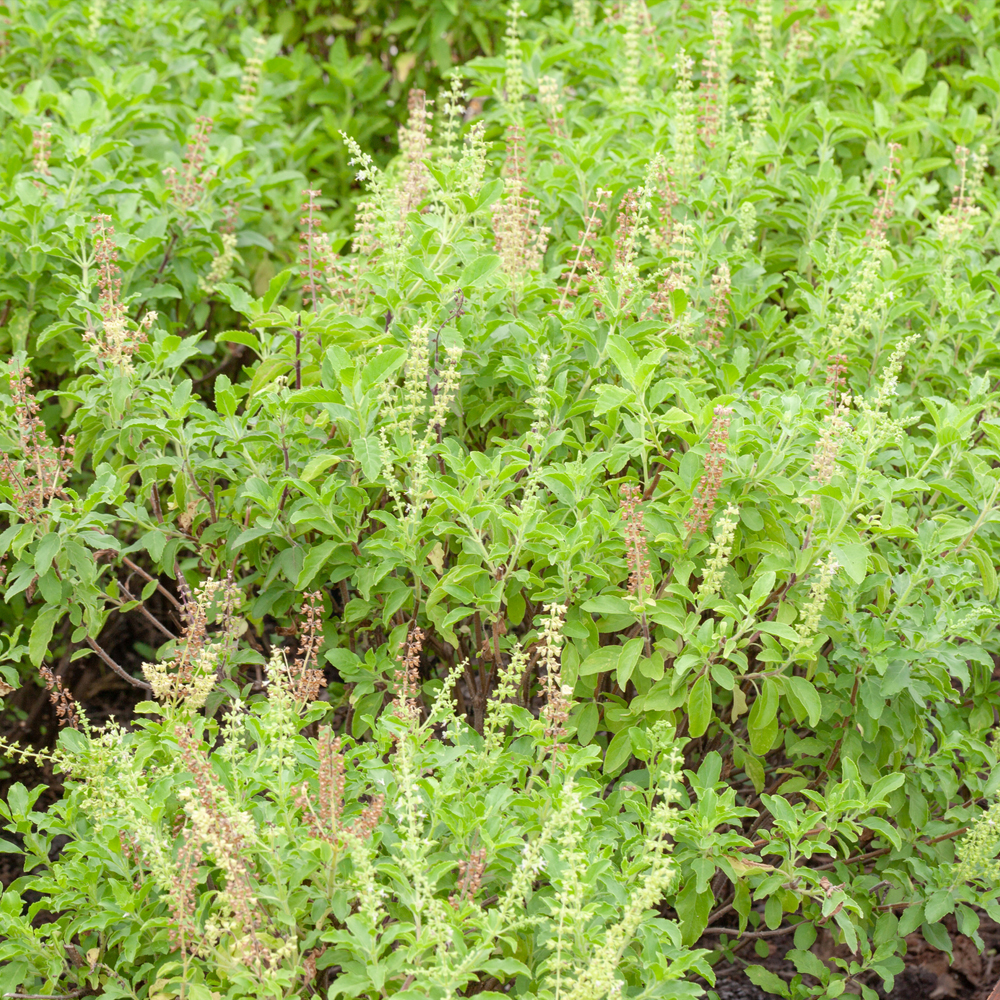 Basil - Sweet Dani