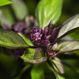 Basil – Thai (100-120 Seeds)