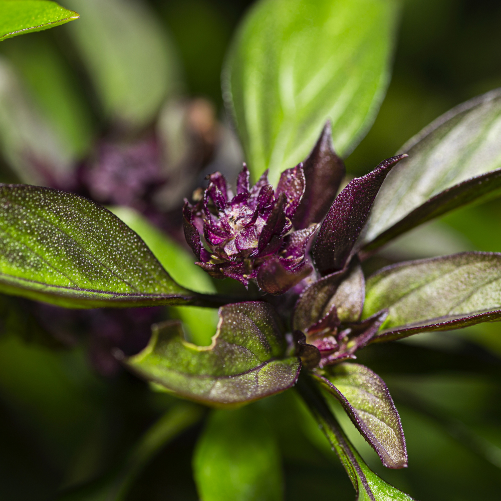 Basil - Thai (100-120 Seeds)