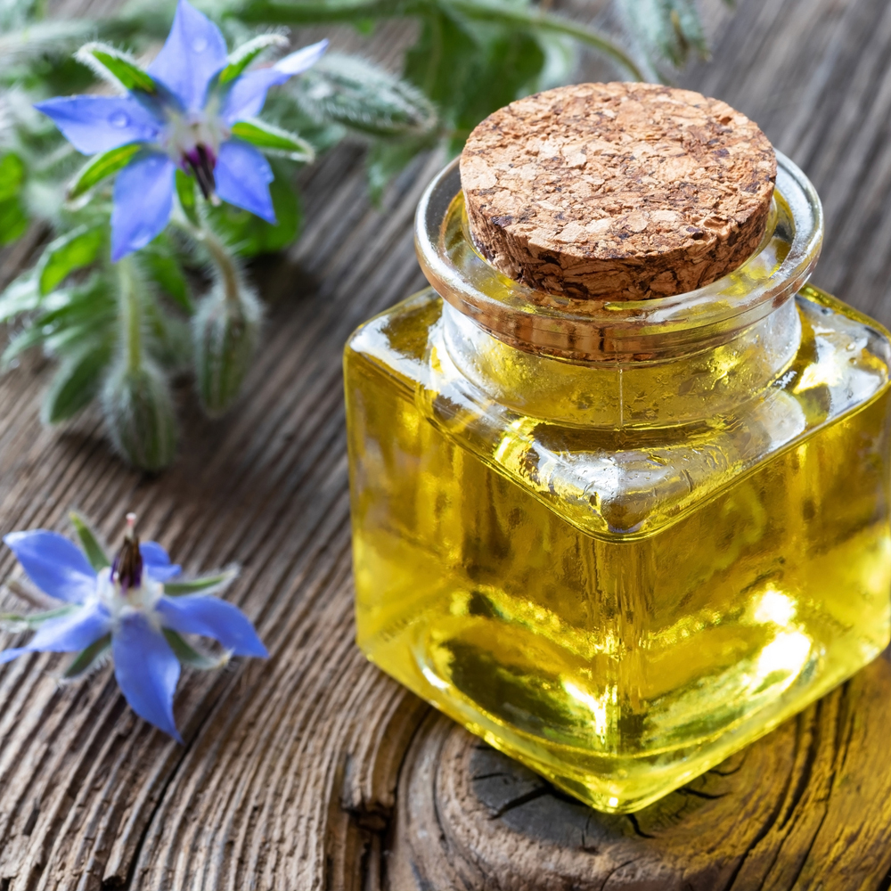Borage Herb