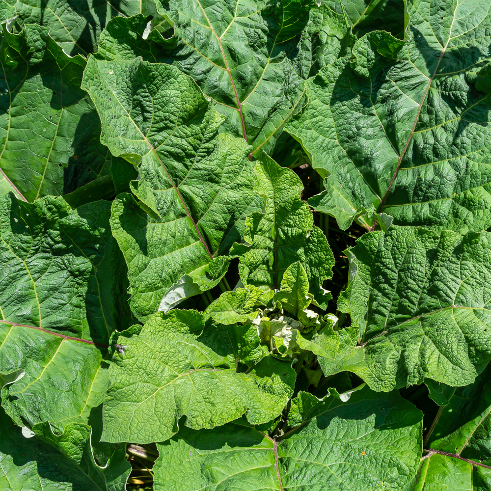 Burdock - Chiko