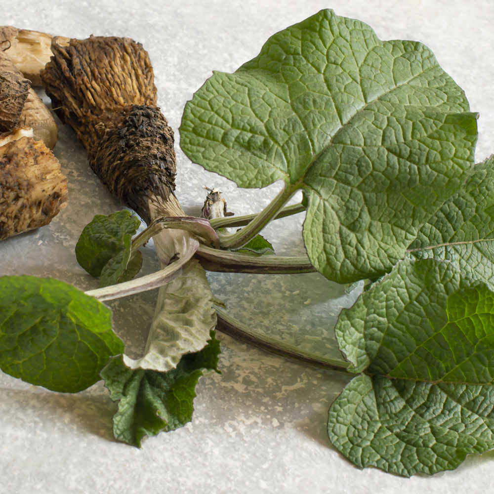 Burdock - Chiko
