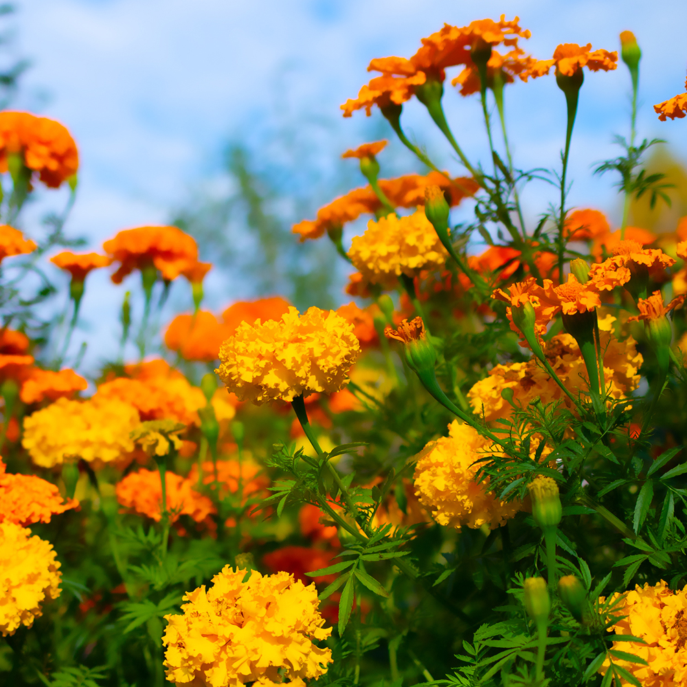 Calendula - Bon Bon