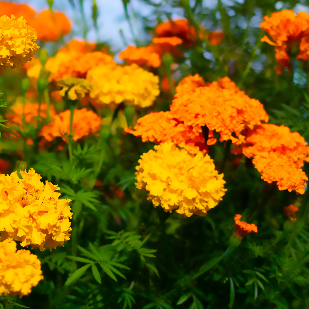 Calendula - Bon Bon