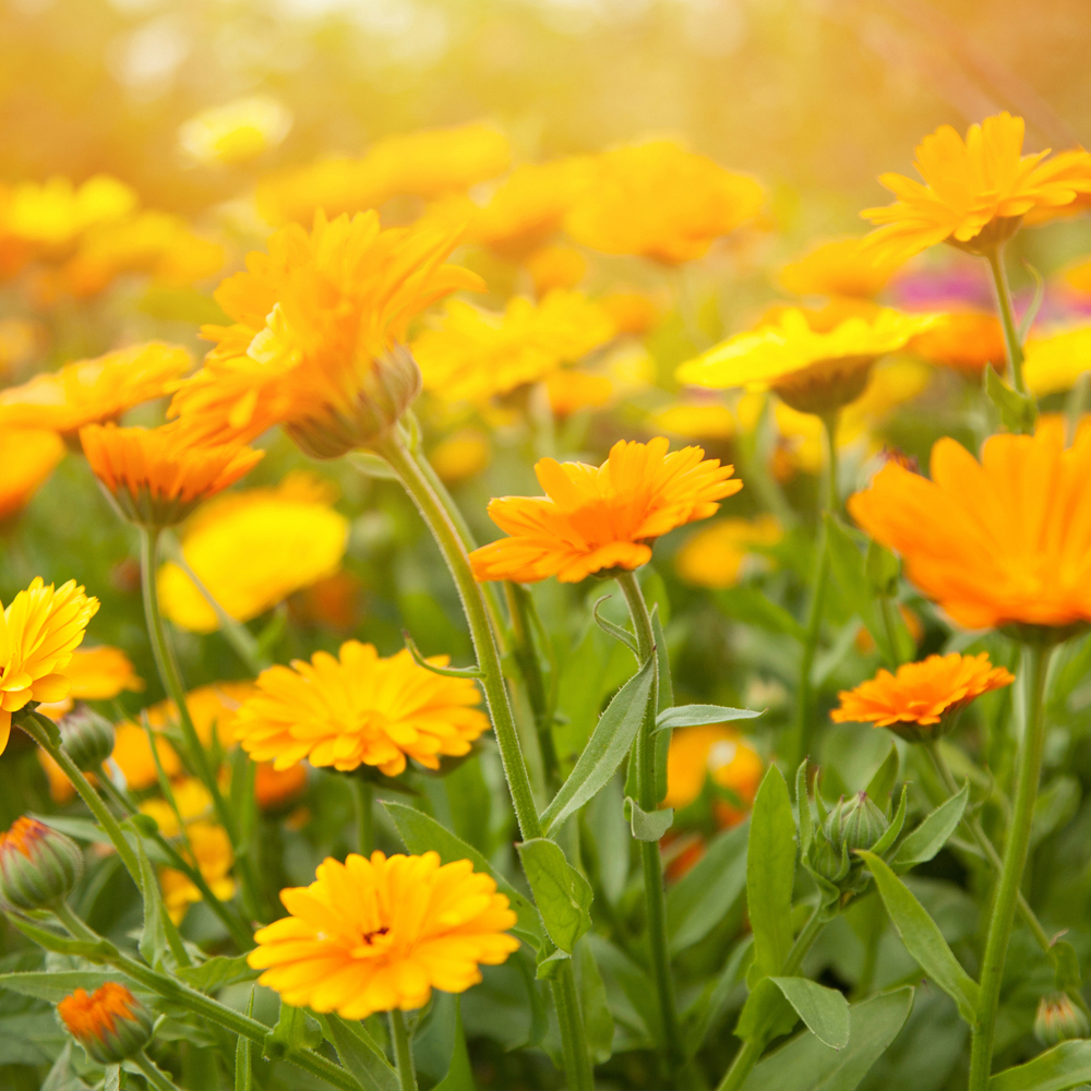 Calendula – Fancy Mix (20-25 Seeds)