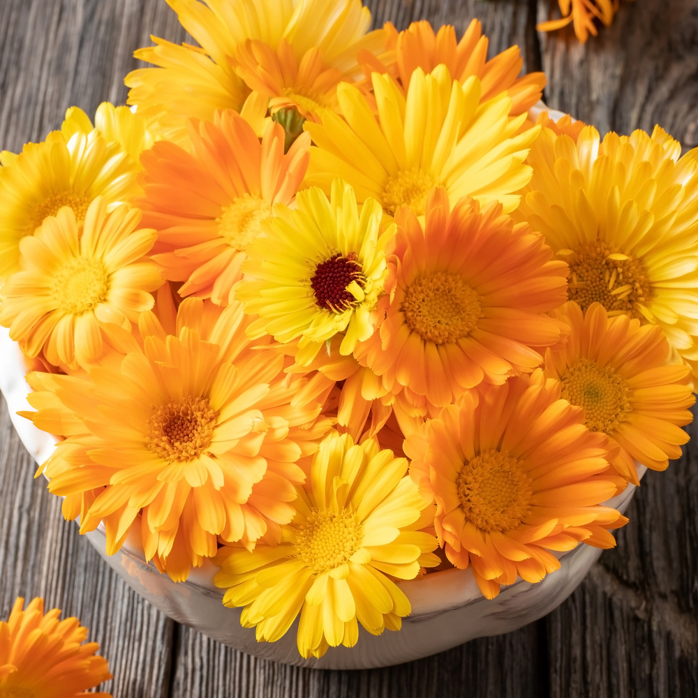 Calendula - Fancy Mix (20-25 Seeds)