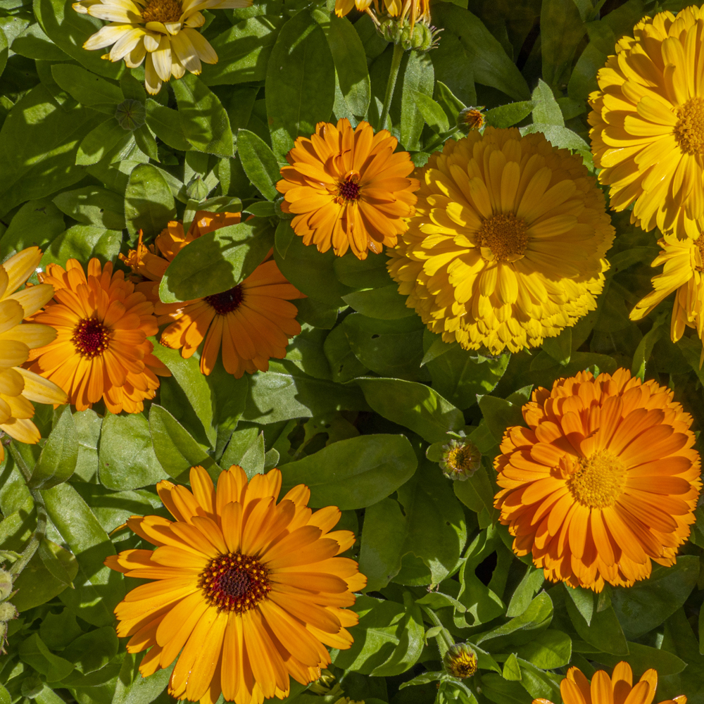Calendula – Pacific Beauty Mixture (20-25 Seeds)
