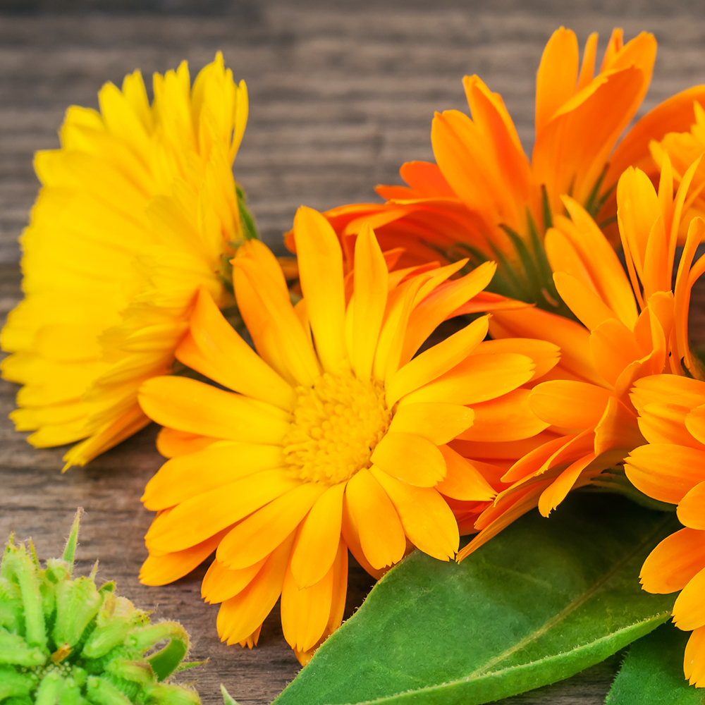 Calendula - Pacific Beauty Mixture (20-25 Seeds)