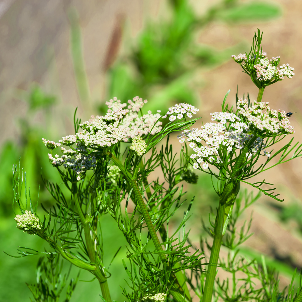 Caraway (100-120 Seeds)
