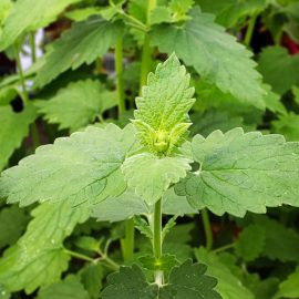 Catnip (300-350 Seeds)