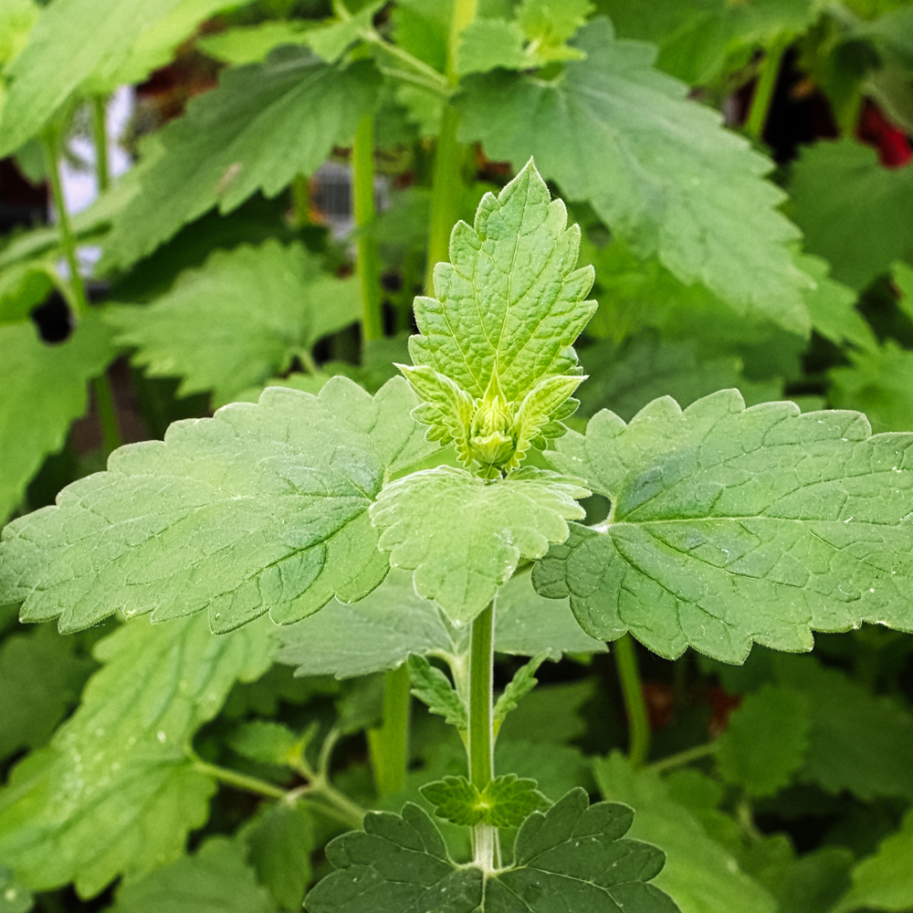 Catnip (300-350 Seeds)