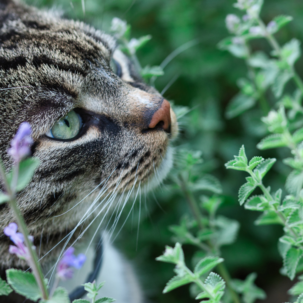 Catnip (300-350 Seeds)