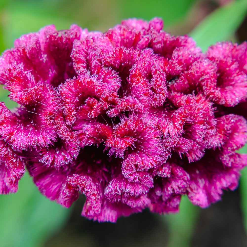 Celosia - Crested - Armor Mix