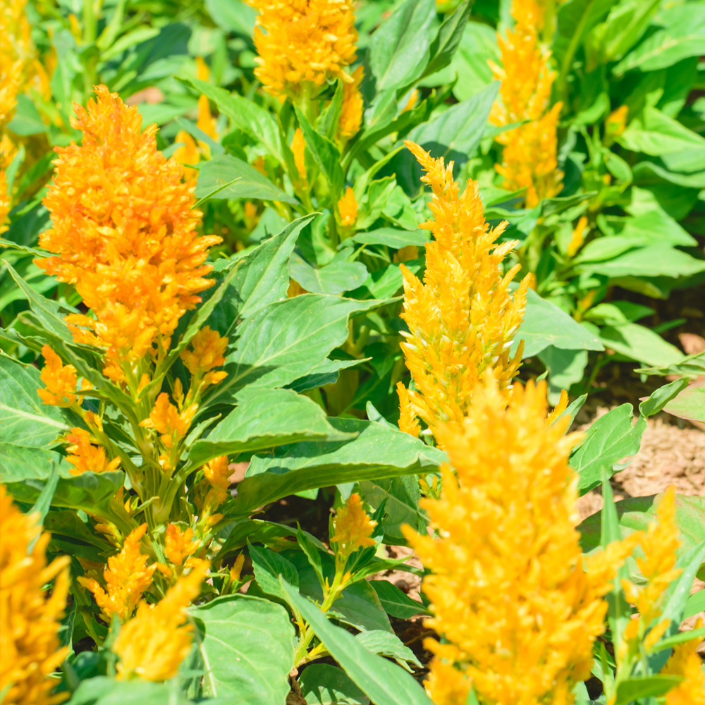 Celosia - Plumed - Fresh Look