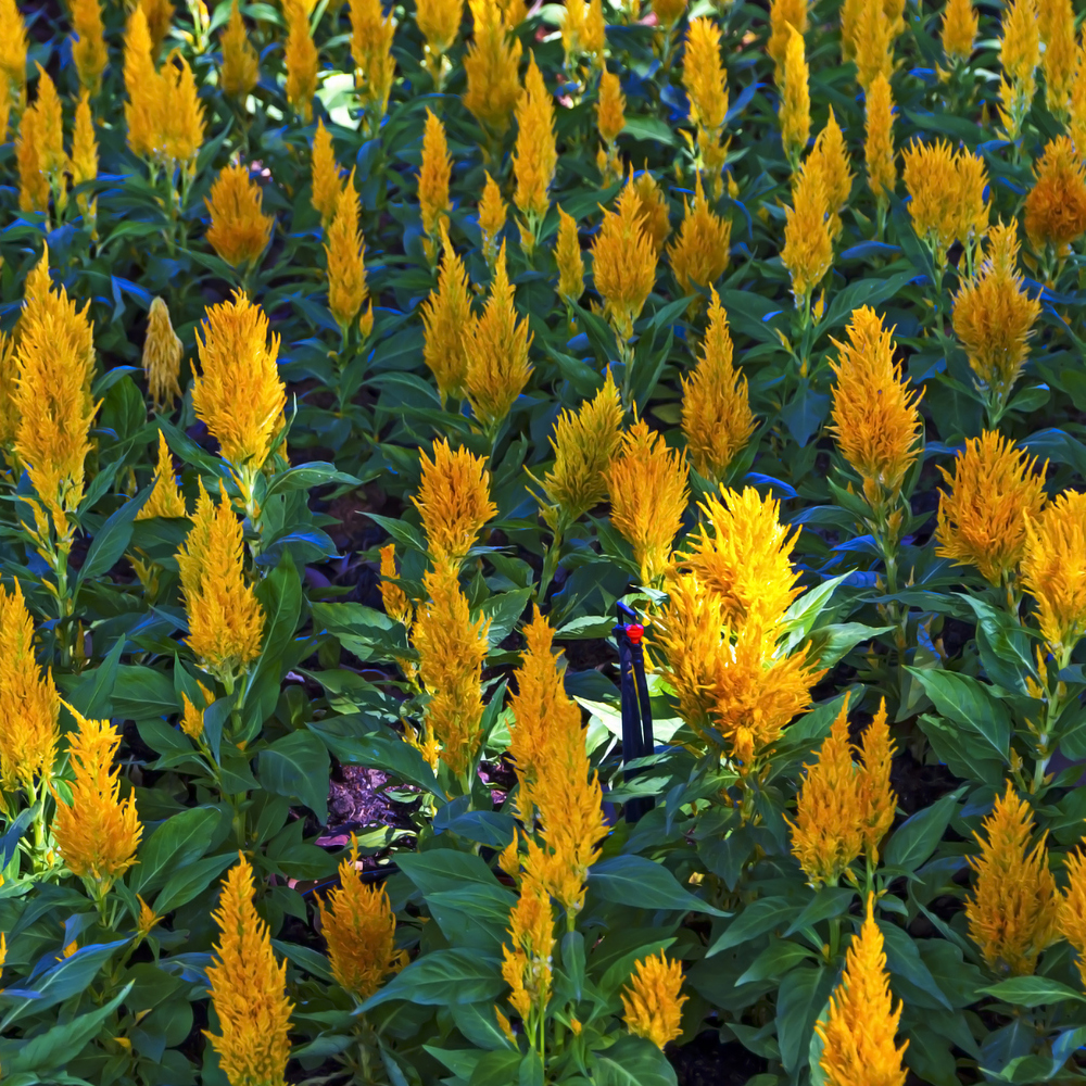 Celosia - Plumed - Fresh Look