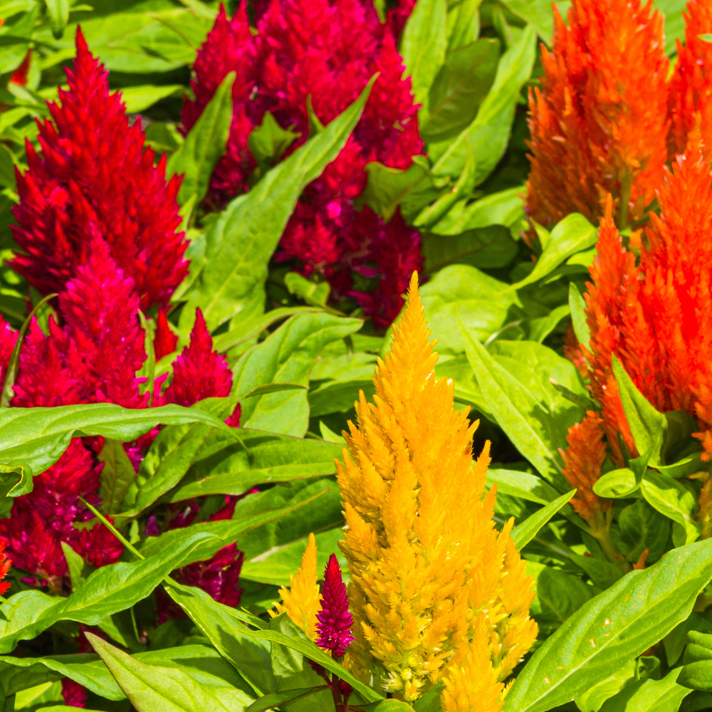 Celosia - Plumed - Kimono Mixture