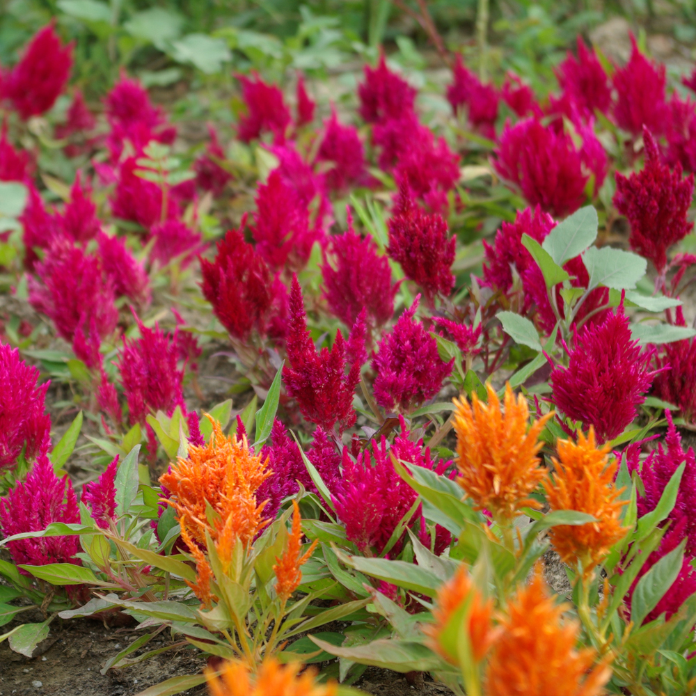 Celosia - Plumed - Kimono Mixture