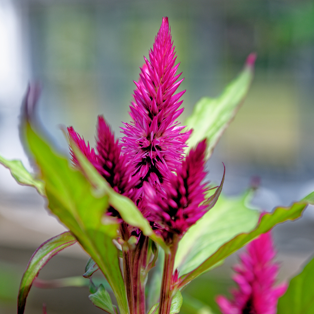 Celosia - Wheat - Flamingo Series