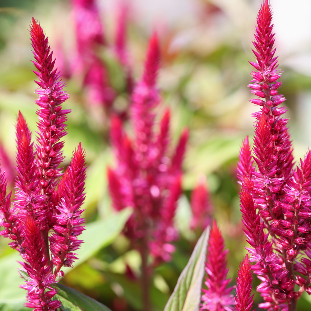 Celosia - Wheat - Flamingo Series