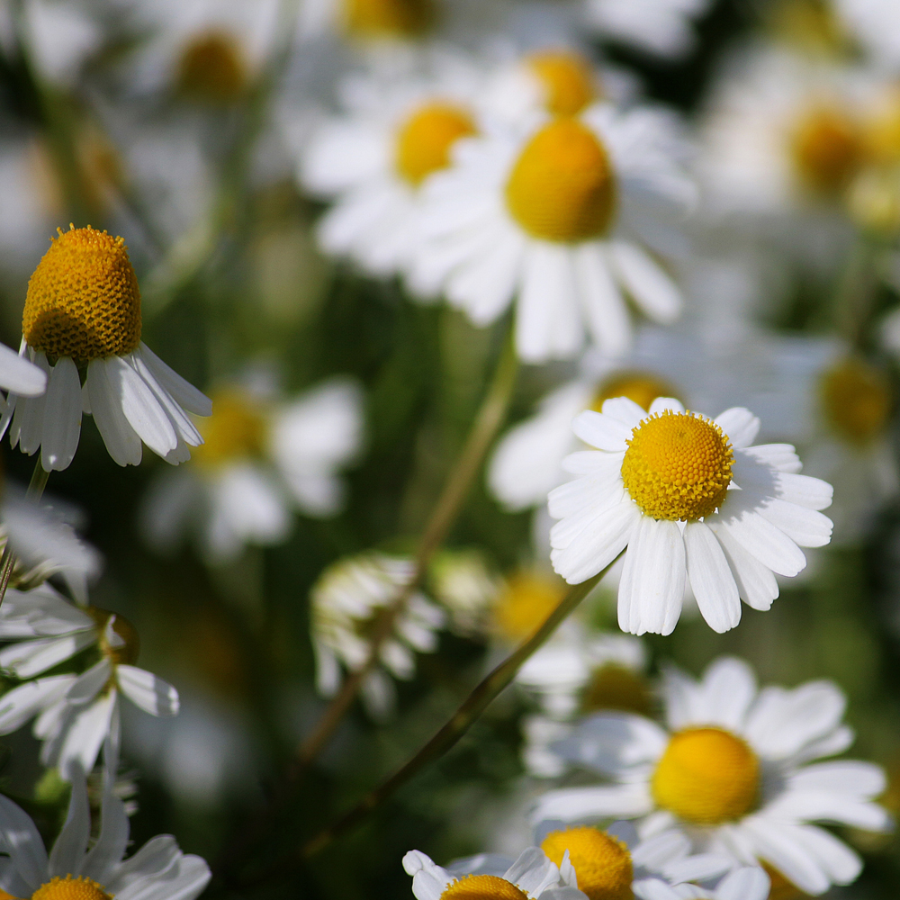 Chamomile – German (15-200 Seeds)