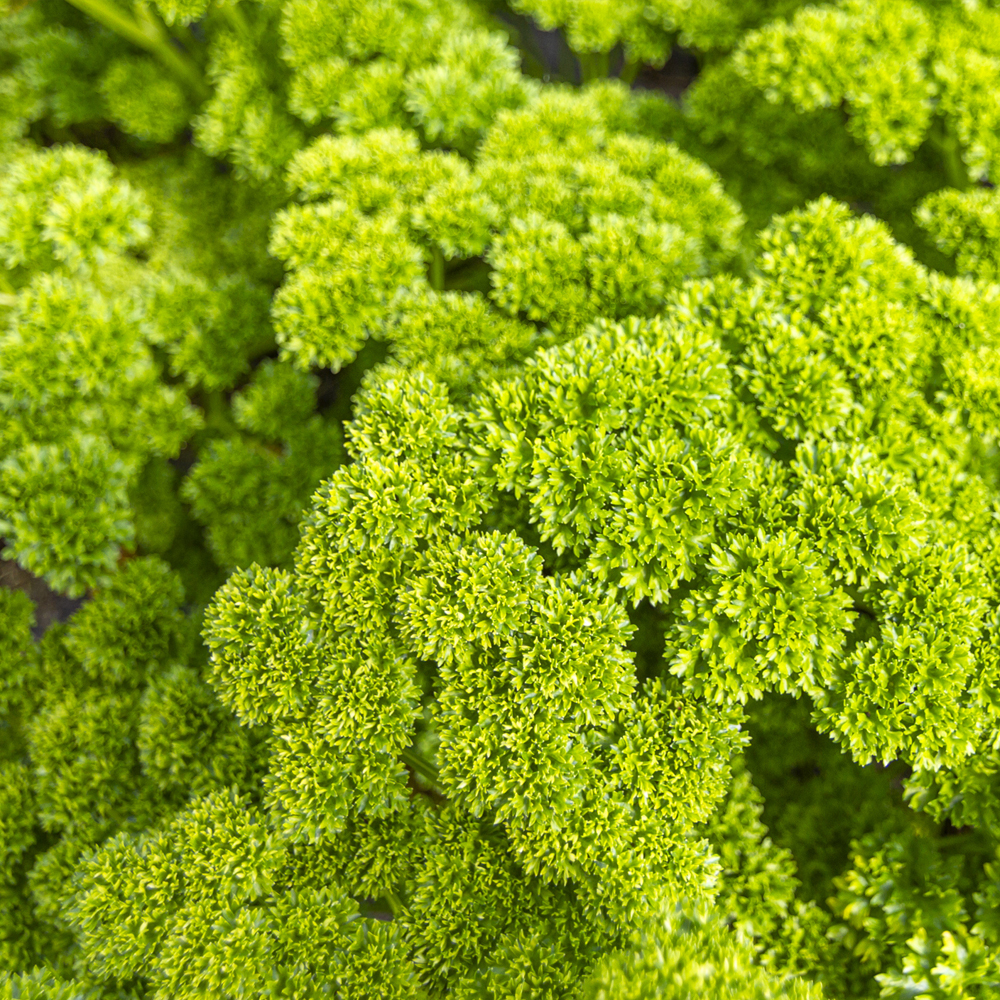 Chervil – Curled (100-120 Seeds)