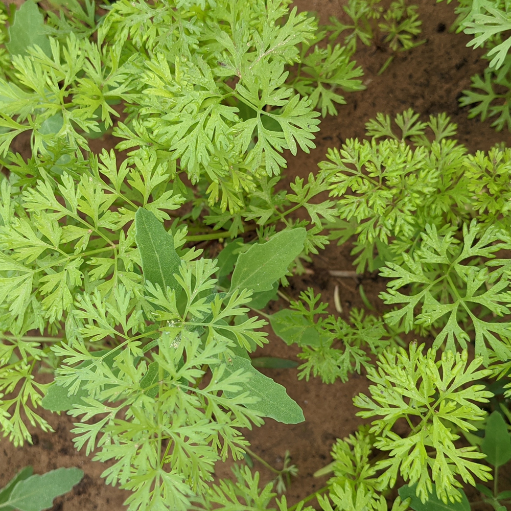 Chervil – Winter (100-120 Seeds)
