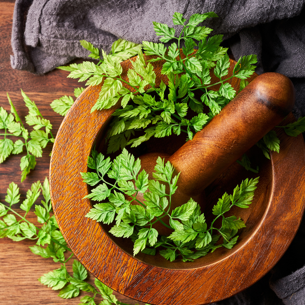Chervil - Winter (100-120 Seeds)