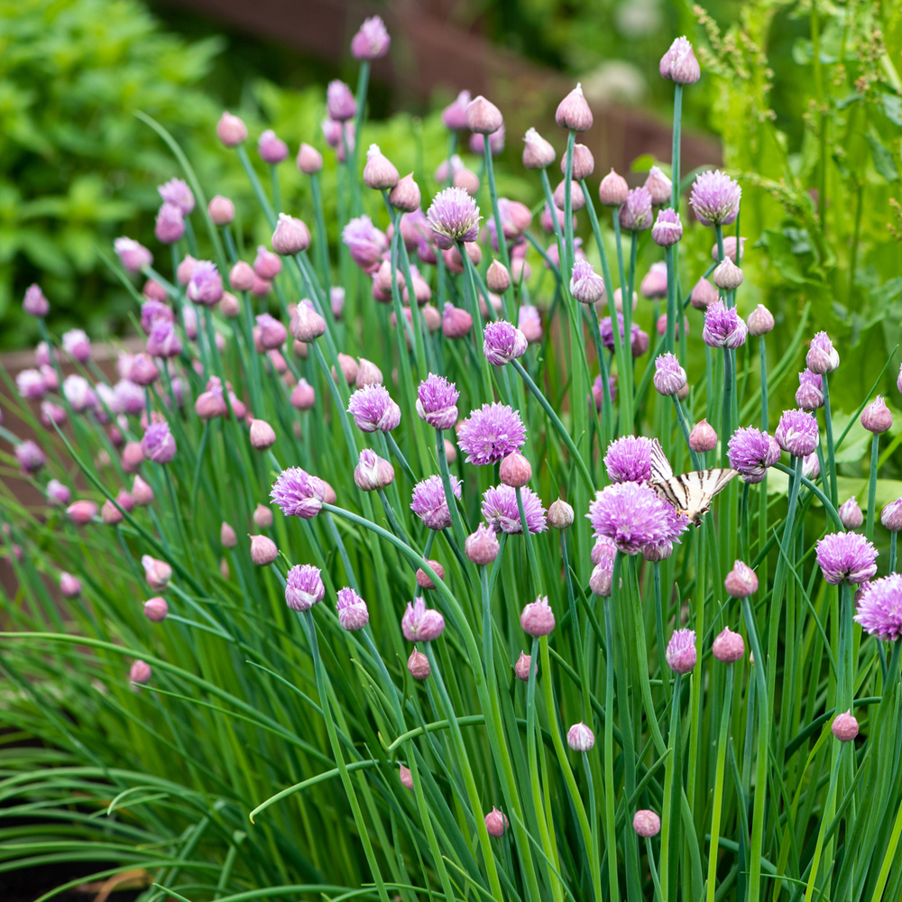 Chives (30-40 Seeds)