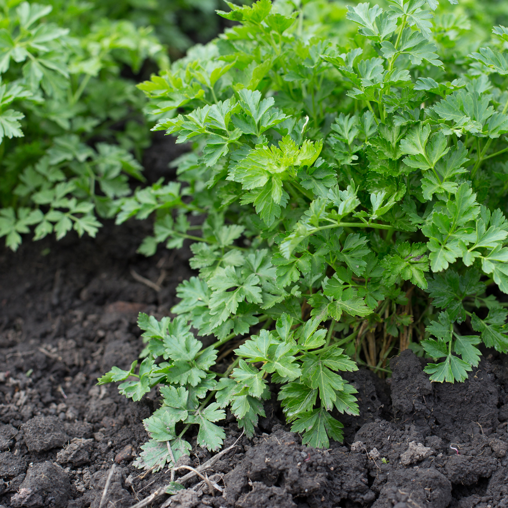 Cilantro – Leisure – (aka) Chinese Leisure Parsley (40-60 Seeds)