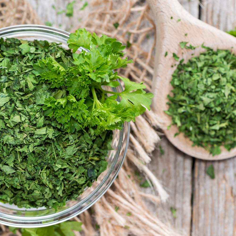 Cilantro - Leisure - (aka) Chinese Leisure Parsley (40-60 Seeds)