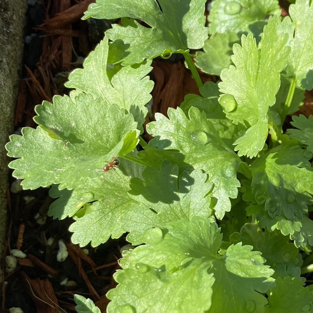 Cilantro – Leisure Splits (40-60 Seeds)