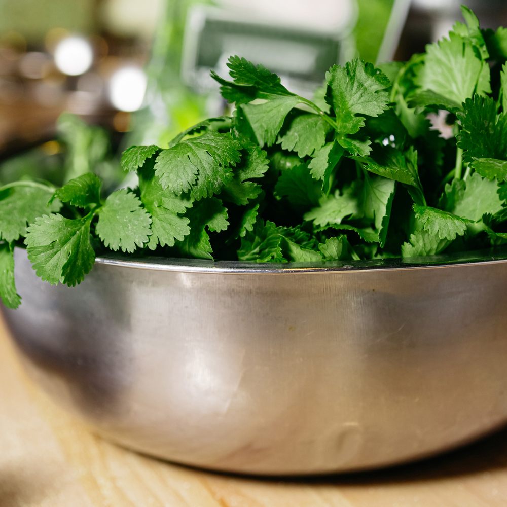 Cilantro - Leisure Splits (40-60 Seeds)