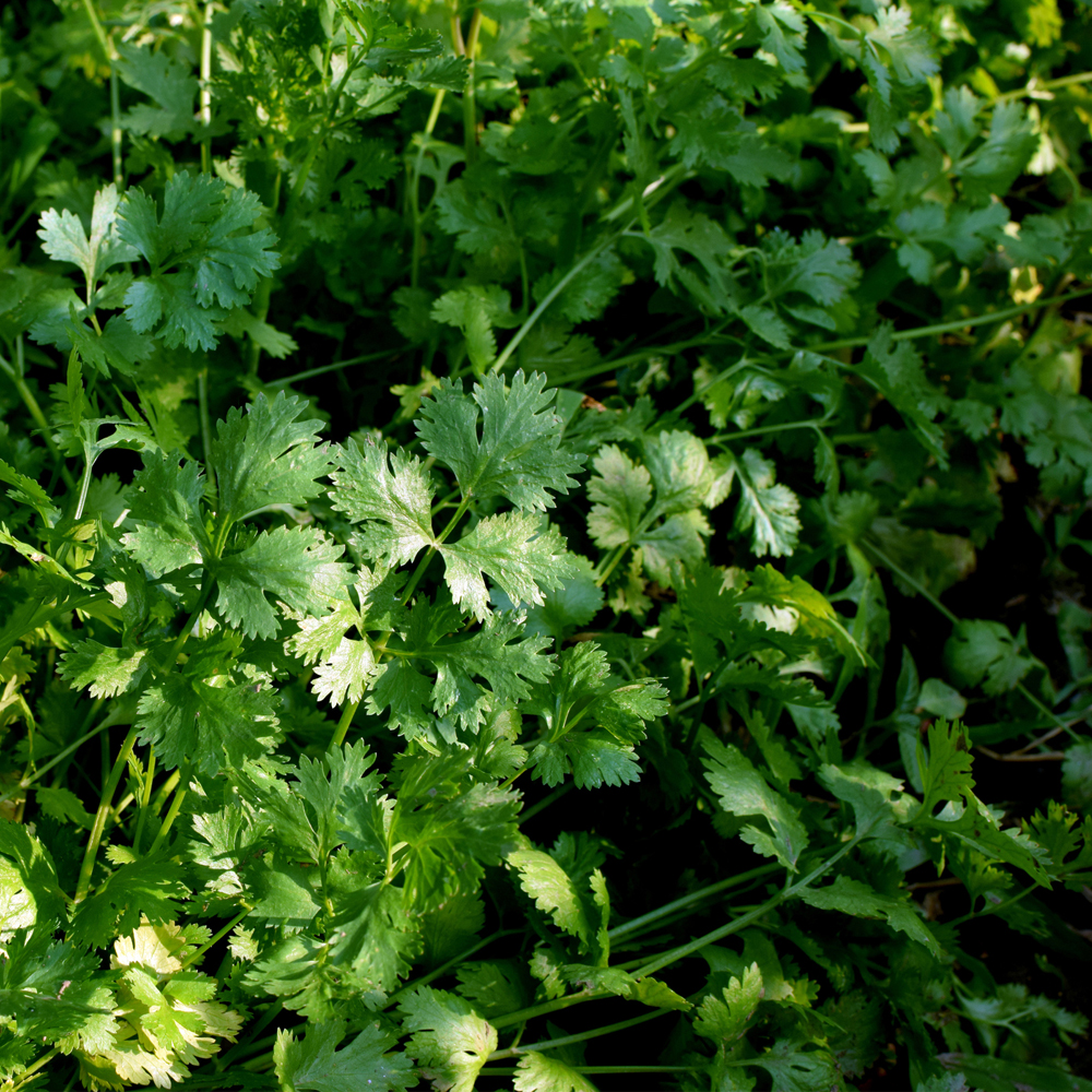 Cilantro - Santo