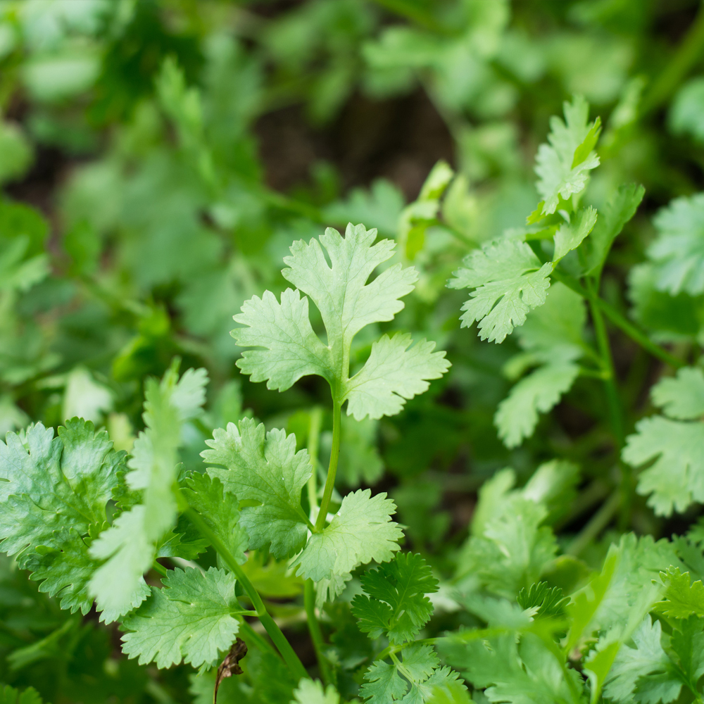 Cilantro – Slow Bolt (40-60 Seeds)