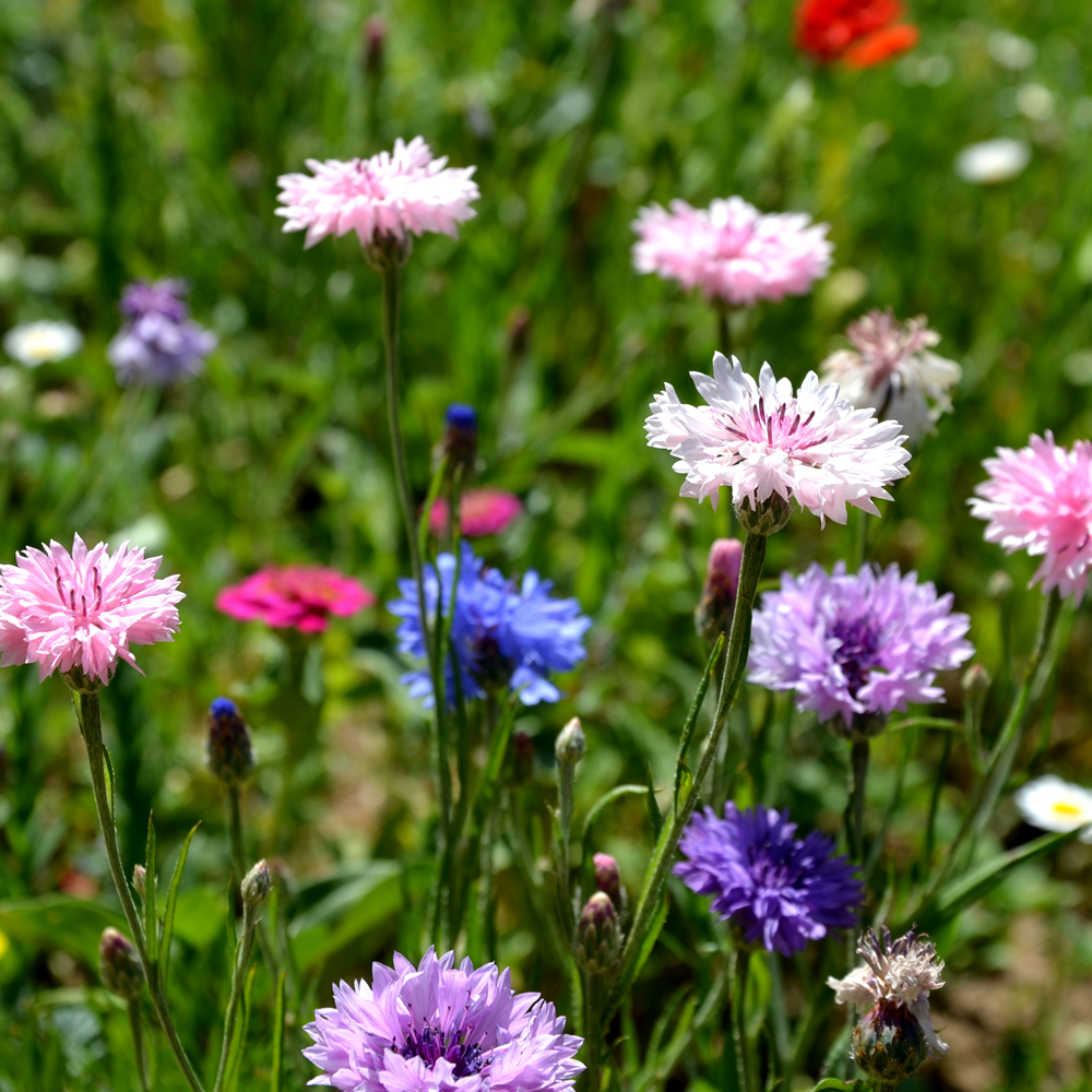 Corn Flower - Choice Mix