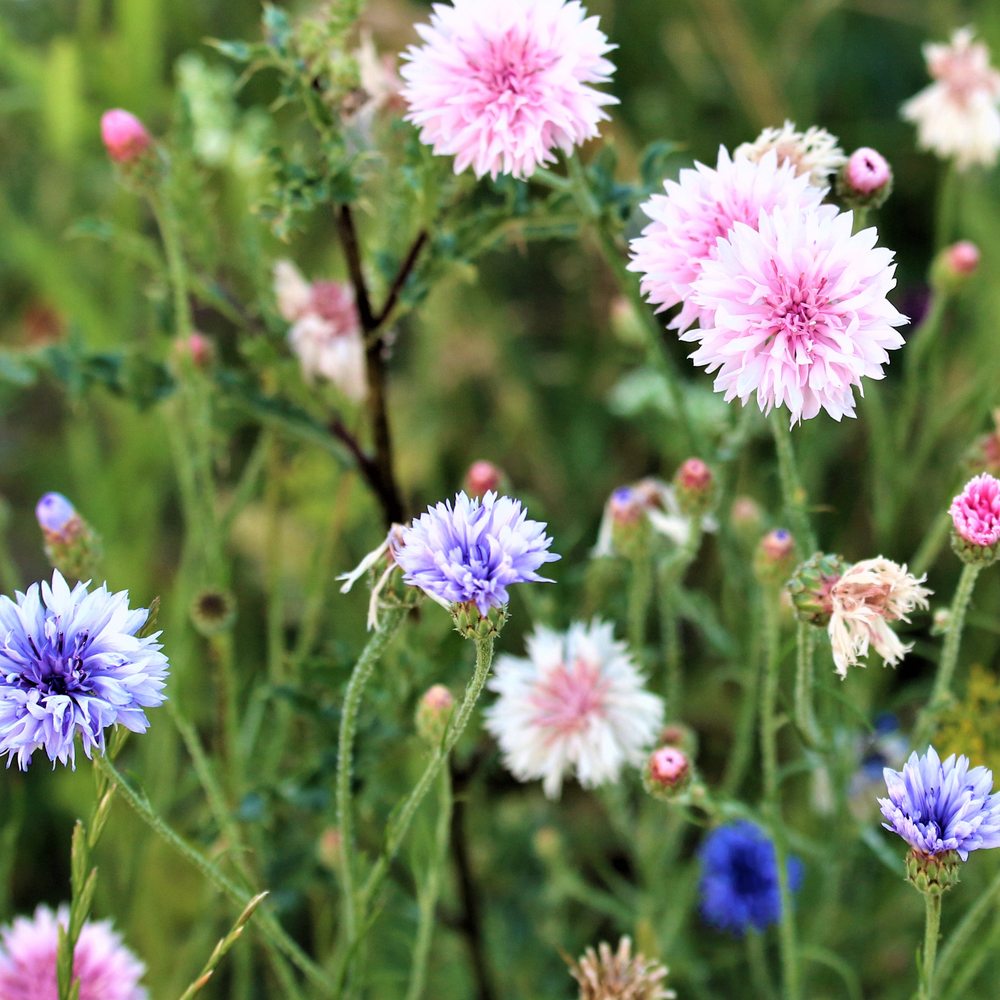 Corn Flower - Choice Mix