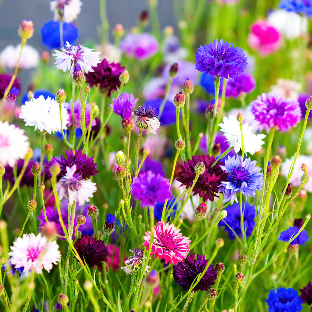 Corn Flower - Classic Magic