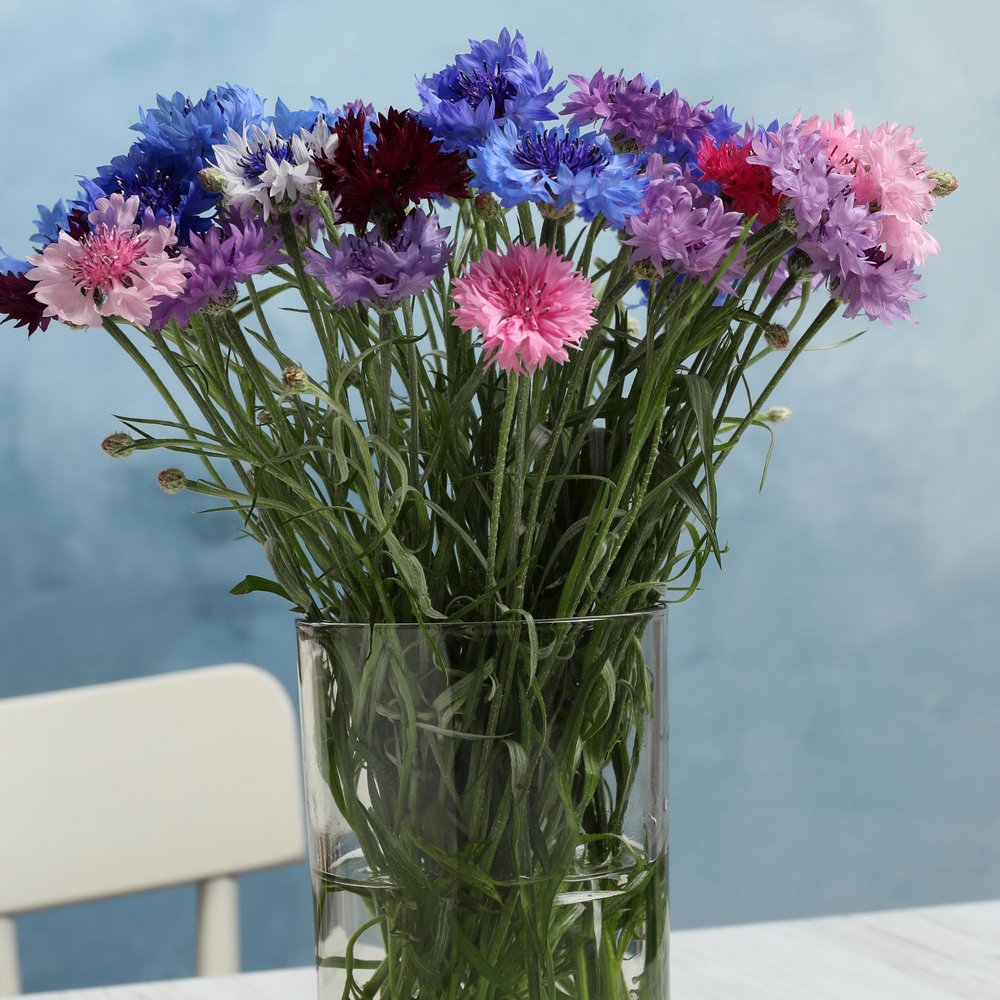 Corn Flower - Classic Magic