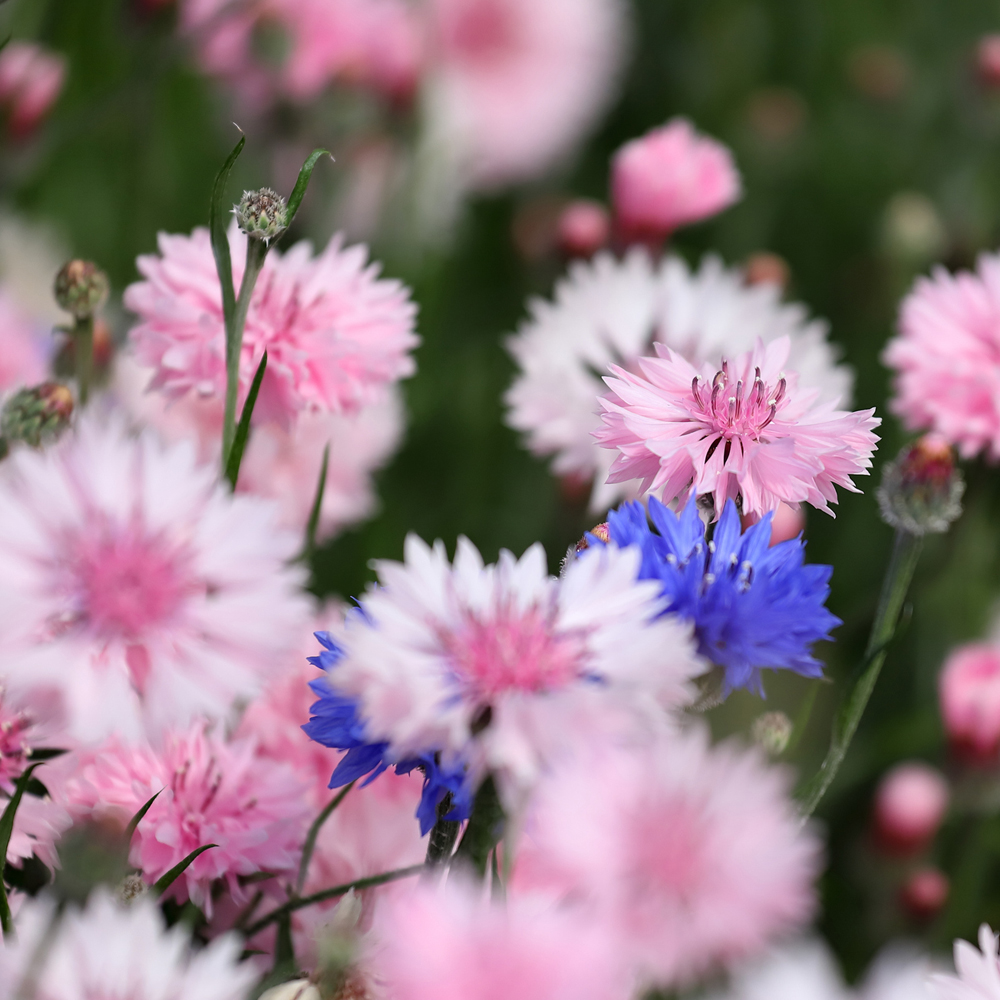 Corn Flower - Classic Romantic