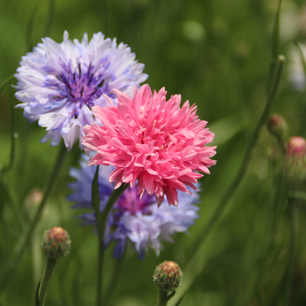 Corn Flower - Classic Romantic