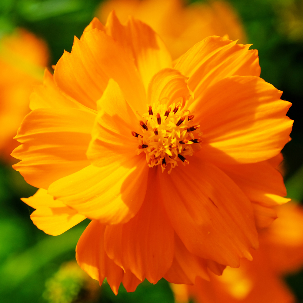 Cosmos – Bright Lights (50-60 Seeds)