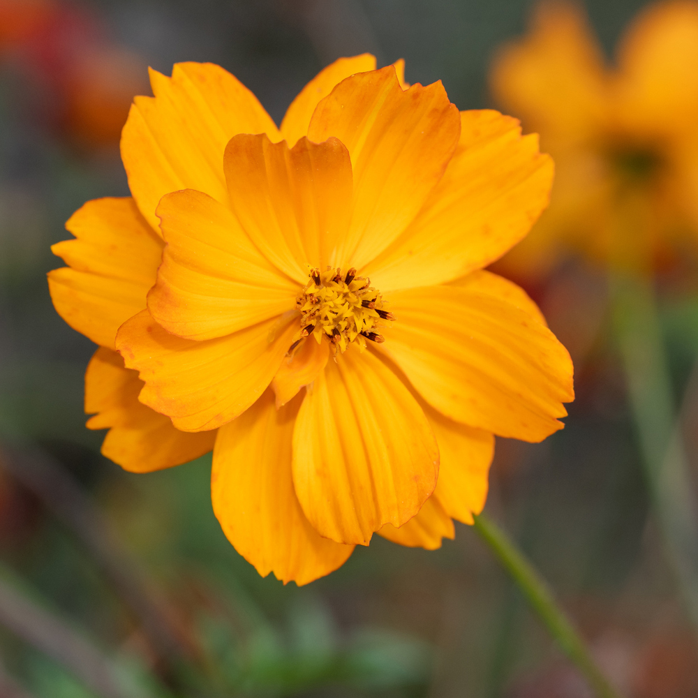 Cosmos - Bright Lights (50-60 Seeds)